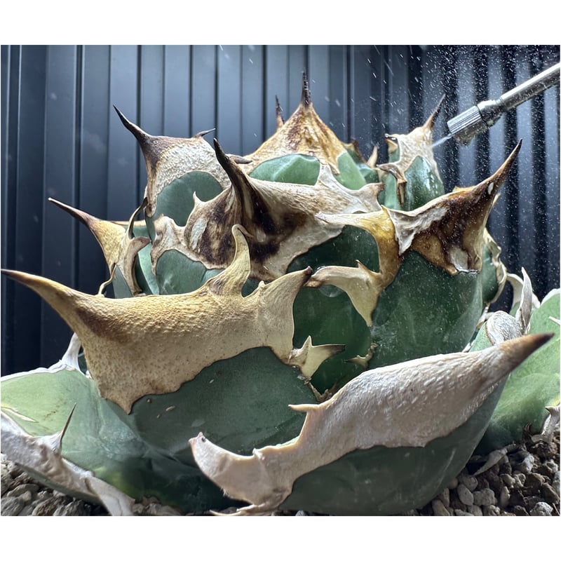 対害虫植物保護活力液 ✴︎PGA-01✴︎ '対成虫効果' | S&A PLANTS GARDEN