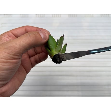'Made in TSUBAME' 万能型植物管理ツール 'SA ロッド'