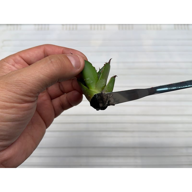 Made in TSUBAME' 万能型植物管理ツール 'SA ロッド' | S&A PLA