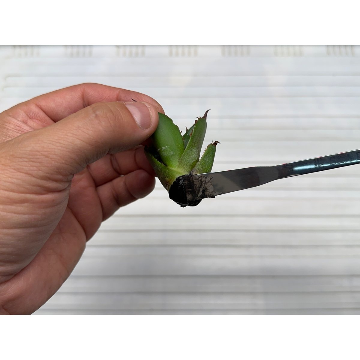 Made in TSUBAME' 万能型植物管理ツール 'SA ロッド' | S&A PLA