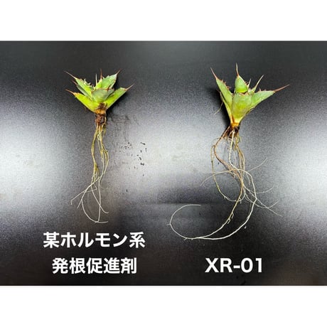 高浸透性ホルモン誘導型発根促進剤 ✴︎XR-01✴︎