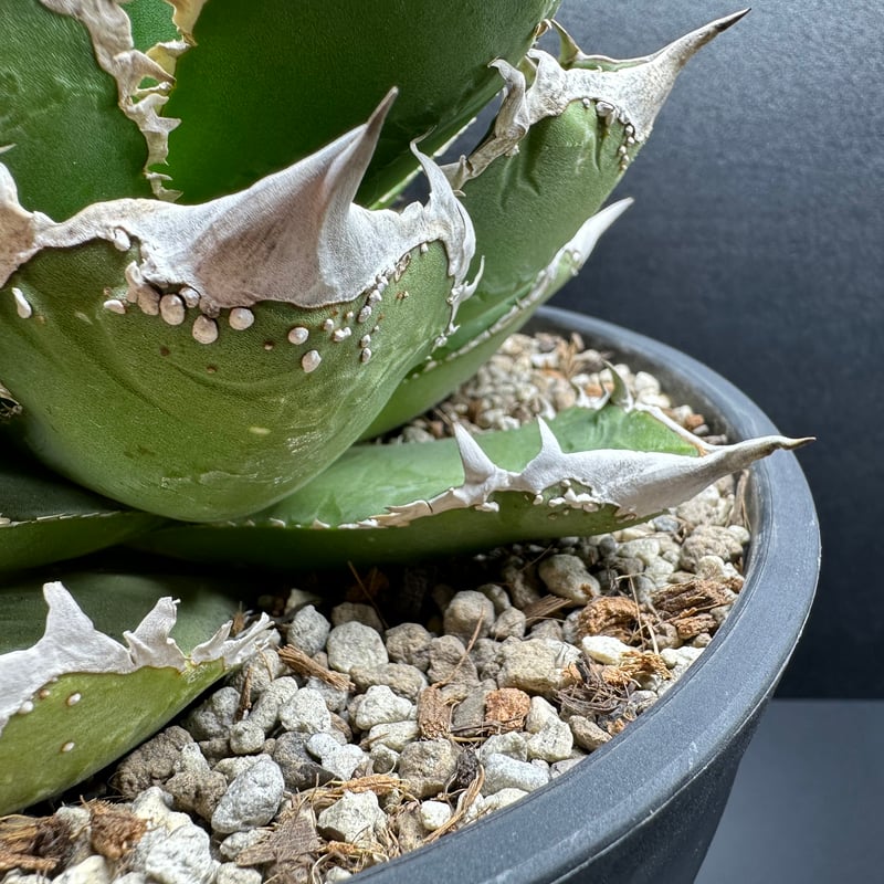 専用植物 2025 #春夏用 多肉植物・コーデックス専用高性能育成用土 ✴︎SA