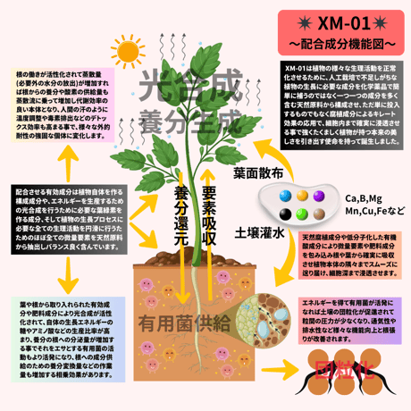 高浸透性要素矯正型植物活力液 ✴︎XM-01✴︎
