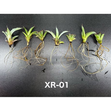 高浸透性ホルモン誘導型発根促進剤 ✴︎XR-01✴︎