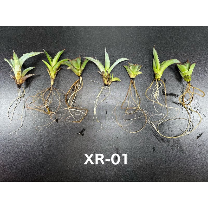 高浸透性ホルモン誘導型発根促進剤 ✴︎XR-01✴︎ | S&A PLANTS 高浸透性ホルモン誘導型発根促進剤 ✴︎XR-01✴︎ | S&A PLANTS