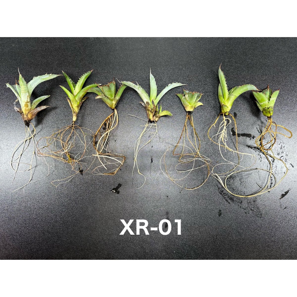 発根剤付き fit=scale-down,w=1200