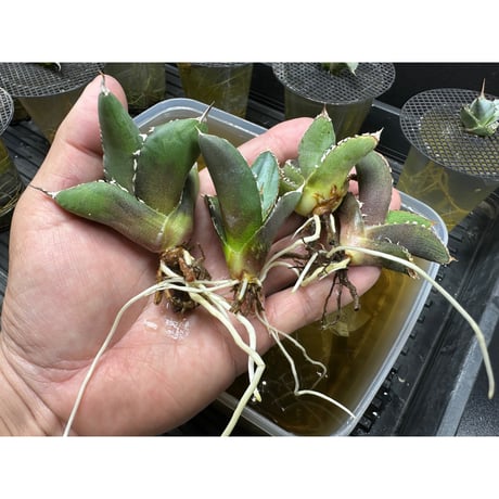 新型腐植酸有機肥料 ✴︎H-ZERO✴︎