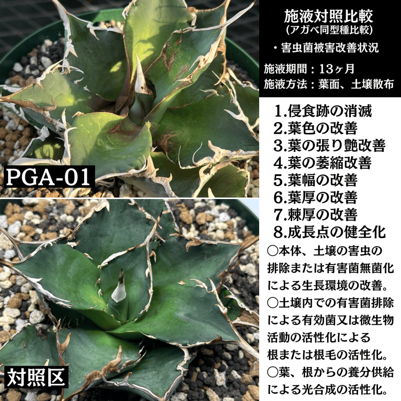 対害虫植物保護活力液 ✴︎PGA-01✴︎ '対成虫効果' | S&A PLANTS GARDEN