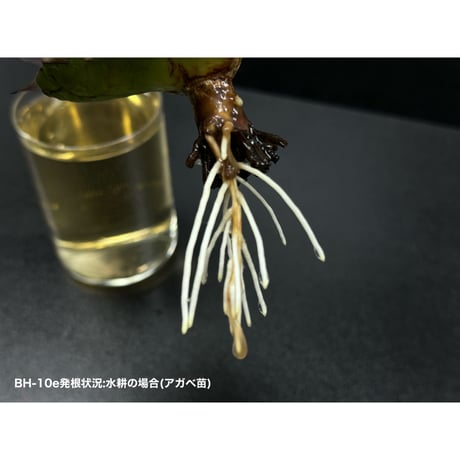 New 浸透性ホルモン高誘導型発根促進剤 ✴︎BH-10e✴︎ 100ml