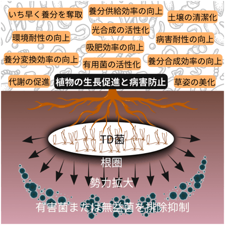 New 培養トリコデルマ菌株 ✴︎SAT-81a✴︎ 25ml 2パック