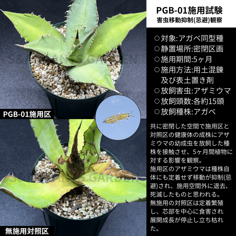 New ✴︎安全地帯セット✴︎ PGB-01 × PGB-02セット | S&A PLANTS