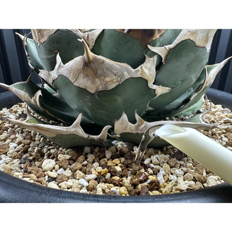対害虫植物保護活力液 ✴︎PGA-02✴︎ '対卵・ドブ漬け対応'