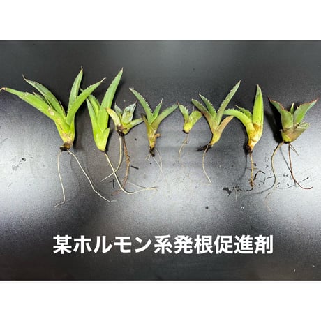 高浸透性ホルモン誘導型発根促進剤 ✴︎XR-01✴︎