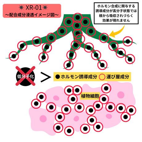 高浸透性ホルモン誘導型発根促進剤 ✴︎XR-01✴︎