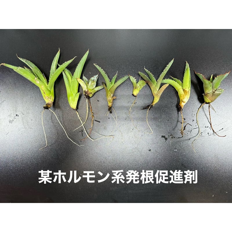 ✴︎発根効き比べセット✴︎ BH-10e × XR-01セット | S&A PLANTS GA
