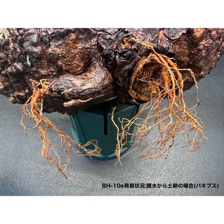 New 浸透性ホルモン高誘導型発根促進剤 ✴︎BH-10e✴︎ 100ml