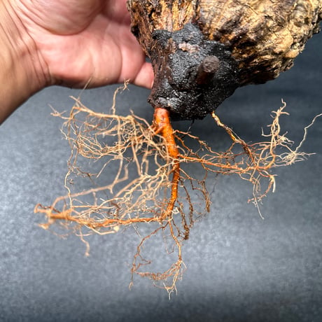 MC新型 塗布型発根促進剤 'SA-ROOTS' BLACK POWDER VersionⅡ 100g