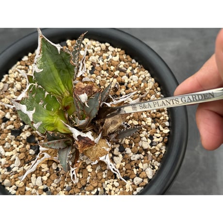 'Made in TSUBAME' 万能型植物管理ツール 'SA ロッド'