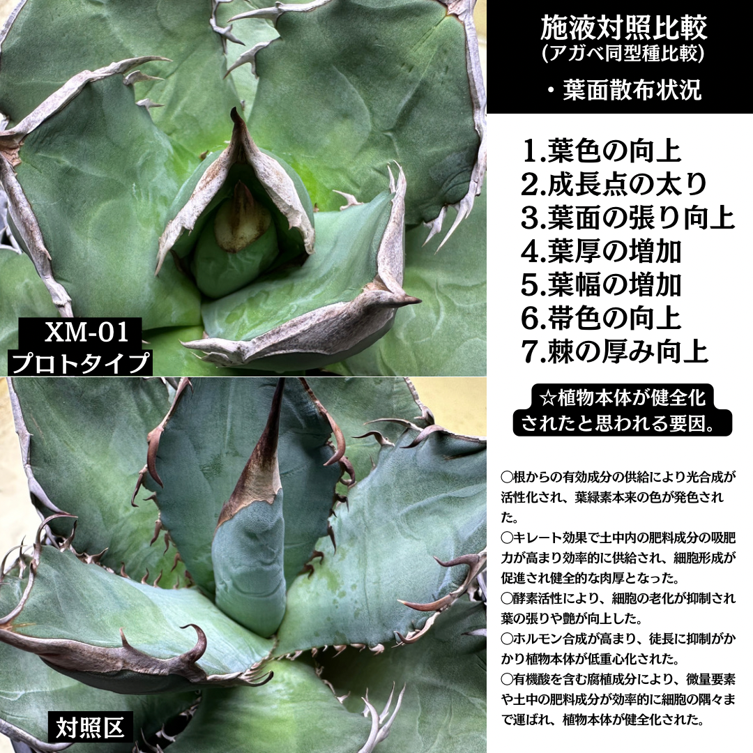 ❀そるまるす❀荒天・猛暑日は植物発送不可専用　4種 ❀そるまるす❀荒天・猛暑日は植物発送不可専用 4種 ❀