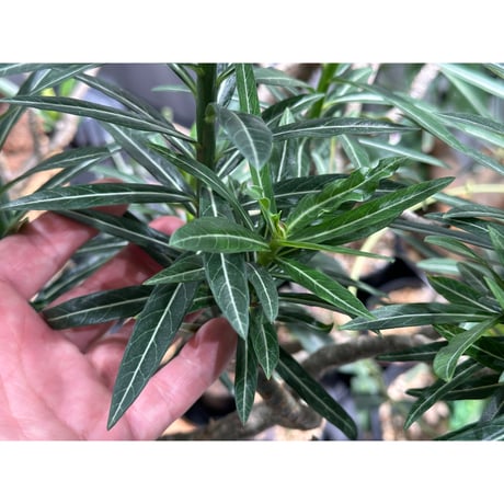 対害虫植物保護活力液 ✴︎PGA-01✴︎ '対成虫効果'