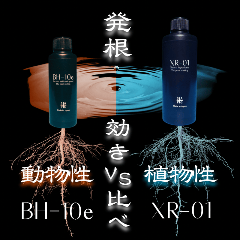 ✴︎発根効き比べセット✴︎ BH-10e × XR-01セット | S&A PLANTS GA