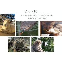 おいでなんしょポストカード 【 Bセット 】
