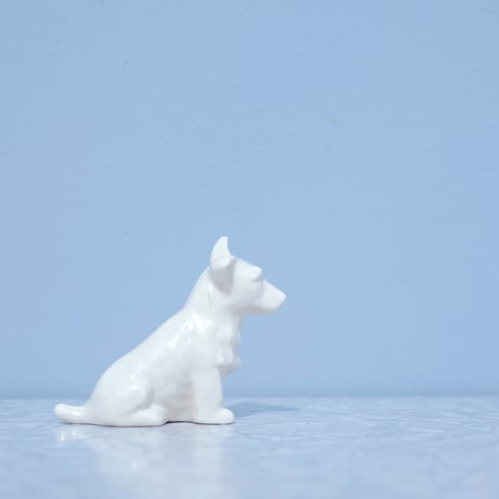 Wite Ireland dog