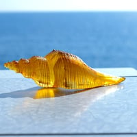 70s SeaShell