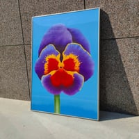 70s Pansy poster