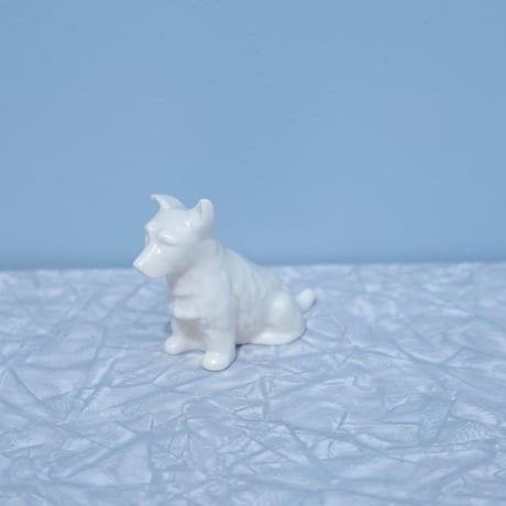 Wite Ireland dog