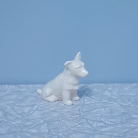 Wite Ireland dog