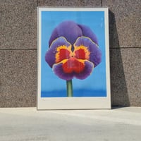 70s Pansy silkscreen