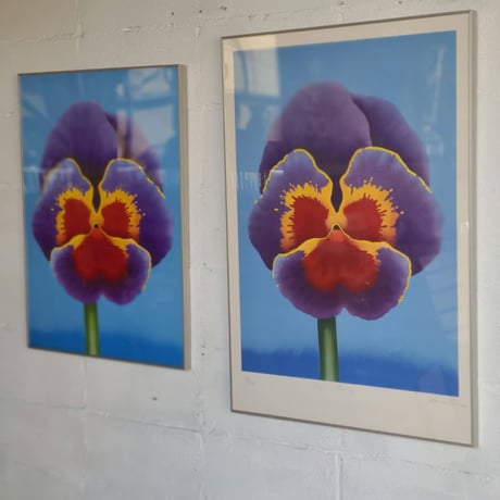 70s Pansy poster