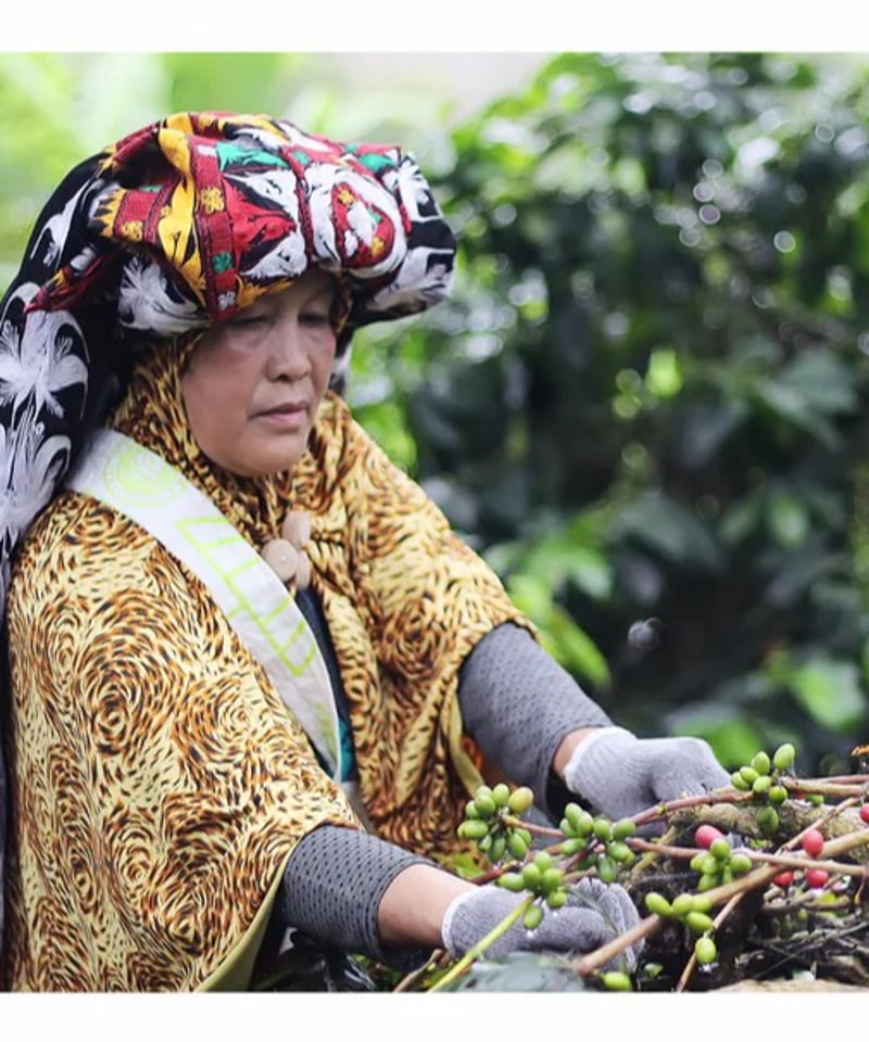 インドネシア・クラシック トバブルカ（Indonesia Classic Toba Berka