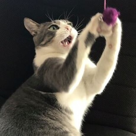 鈴付きネコのおもちゃ