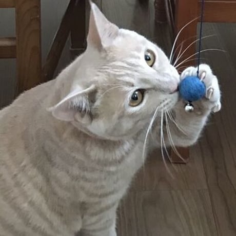 鈴付きネコのおもちゃ