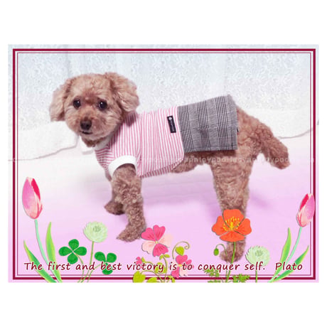 犬服 ポコポコ×ソルメッシュ イエロー Sサイズ ポップコーン生地 青臭