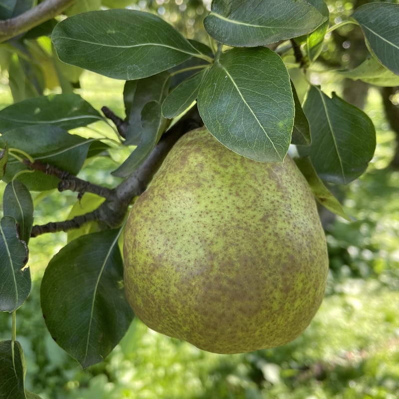 西洋梨（ラ・フランス）5kg | 小野農園 fruits for peace