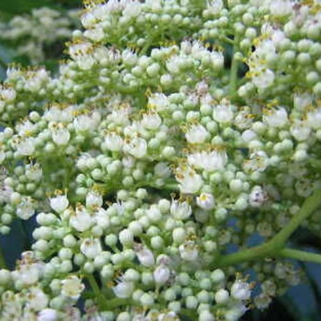 純田原産の蜂蜜でつくったミード（からすざんしょう）
