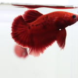 御魚工房　阿舞座屋