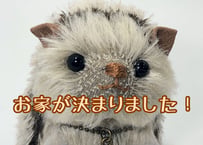 ハリネズミ#221