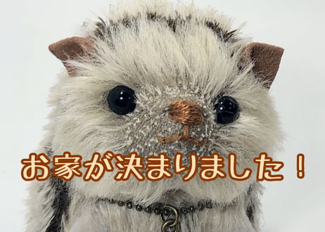 ハリネズミ#221