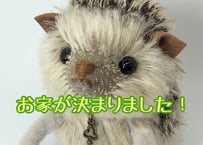 モヘアのハリネズミ#144 (現品)