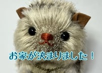 ハリネズミ#224
