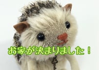 モヘアのハリネズミ#155(現品)
