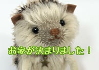 モヘアのハリネズミ#153(現品)