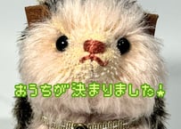 ハリネズミ★チャコール-ピンク#337