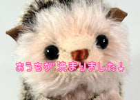 ハリネズミ#266