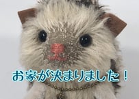 ハリネズミ#202(現品)