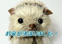 ハリネズミ#222